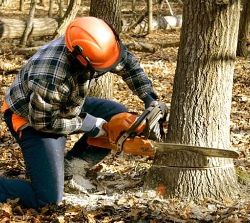 Tree Removal in Marshall, IL